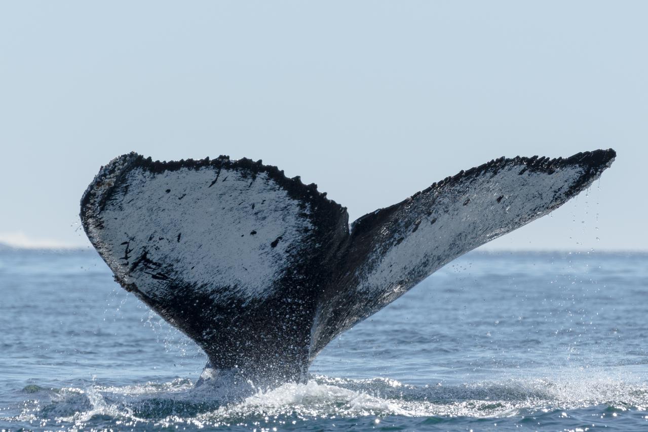 The Best Time to go to Antarctica to Experience Whales