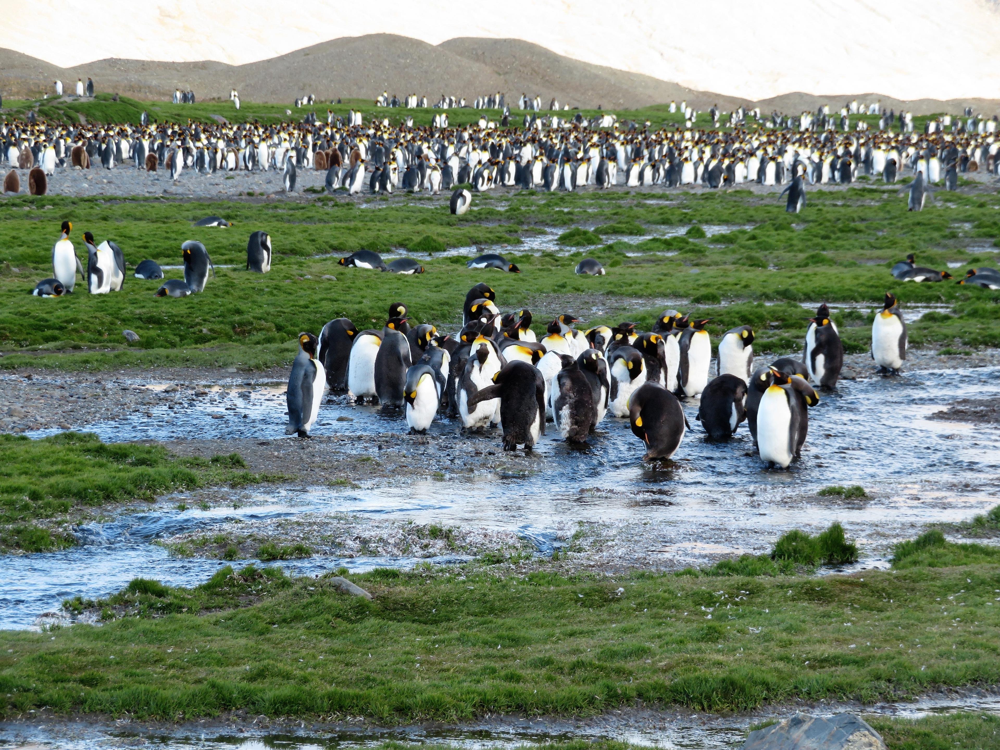 The Best Time to Go to Antarctica to Experience Penguins