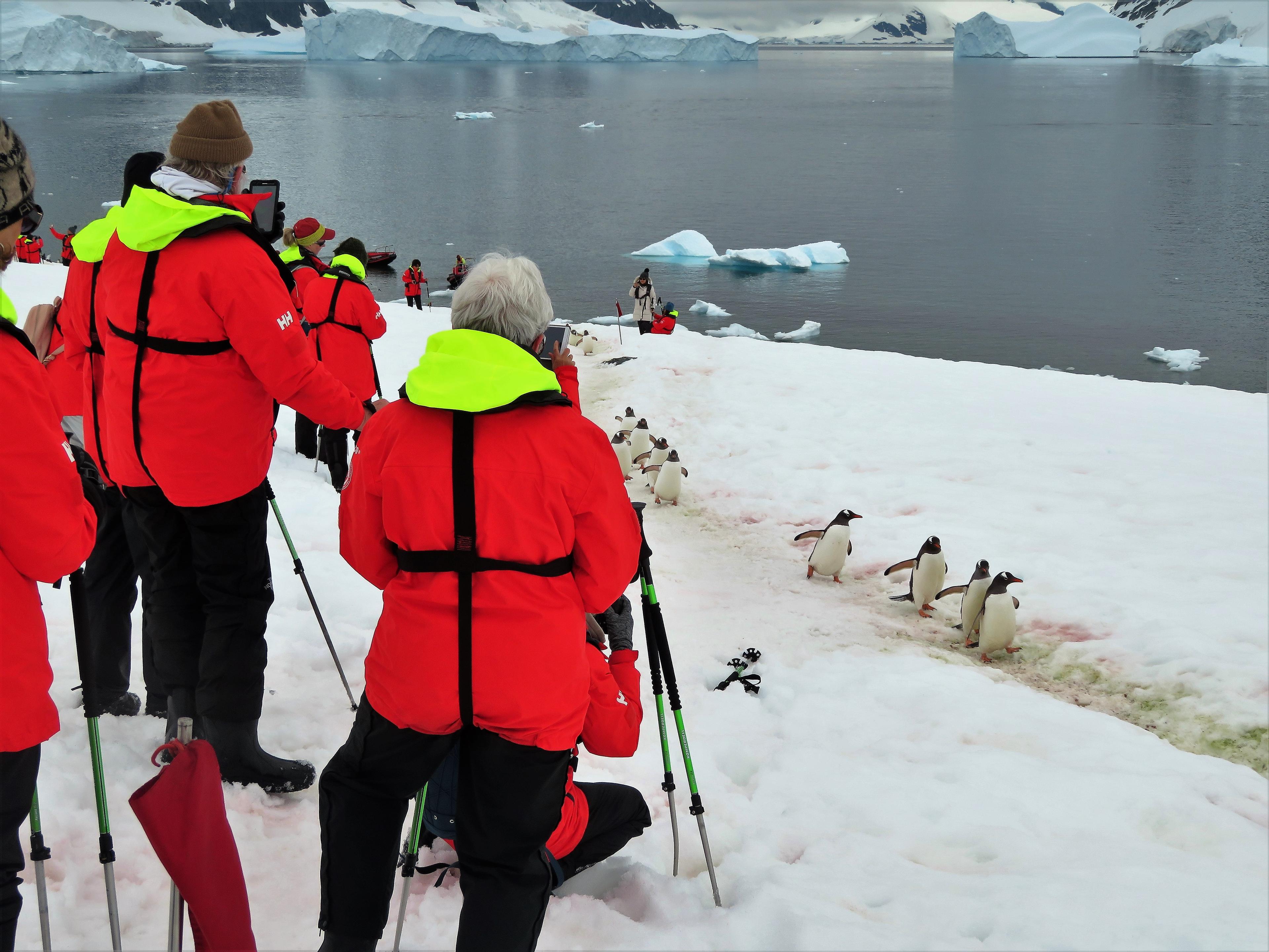 How to Choose a Trip to Antarctica - background banner