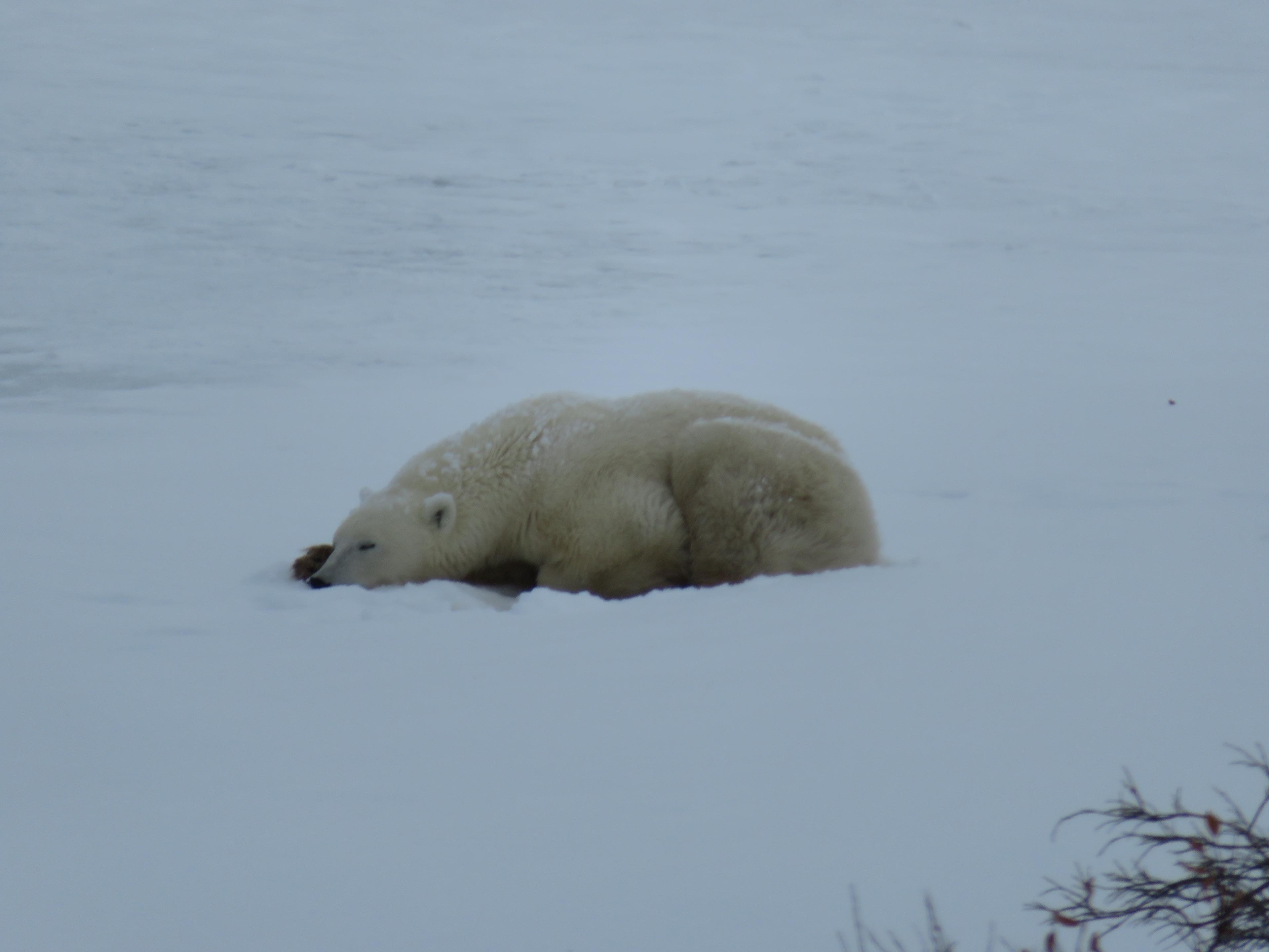 Best Time to See Polar Bears in Churchill, Manitoba