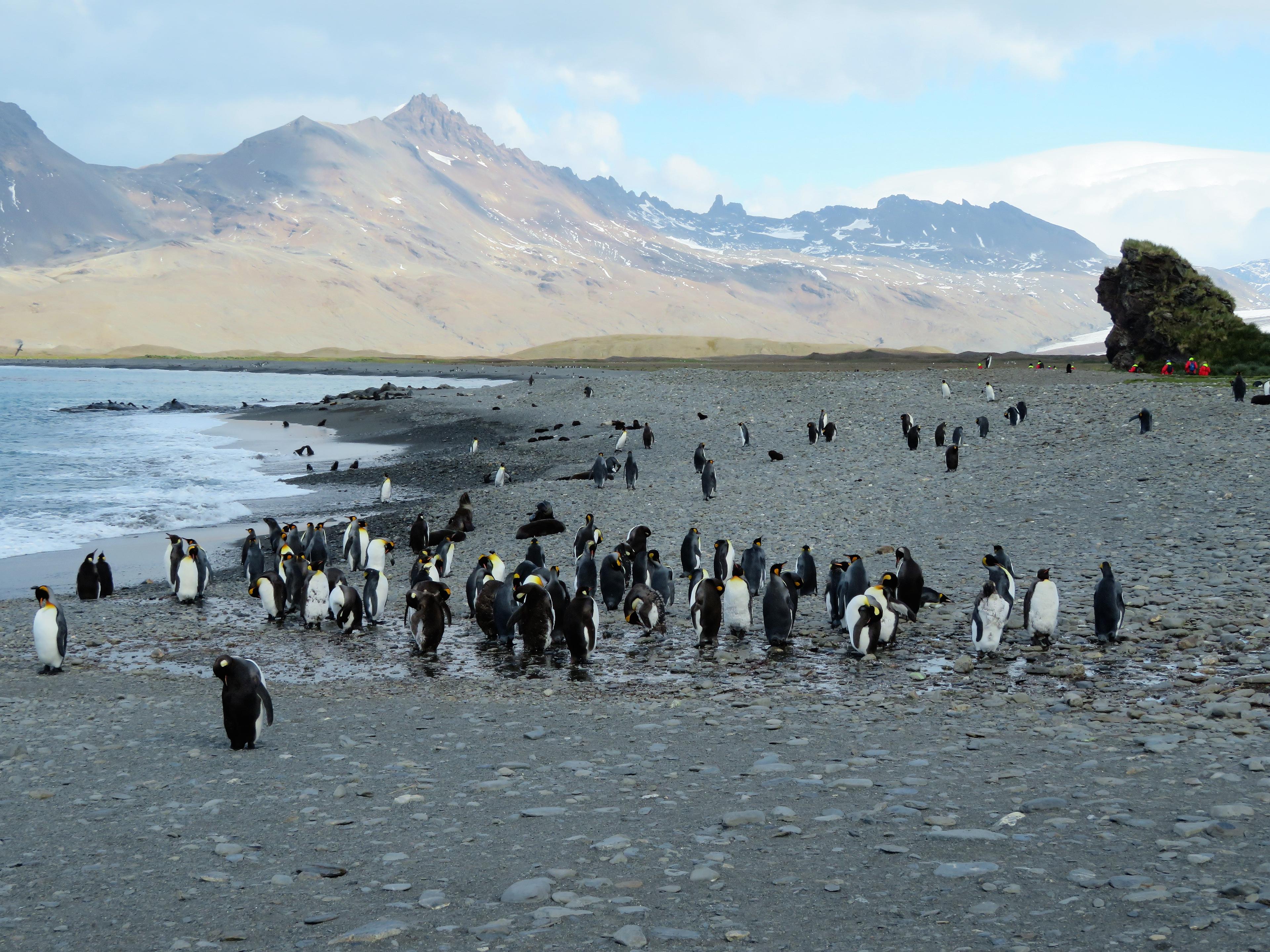 Expedition cruising emerges, from the holy grail - Antarctica to Panama and beyond - background banner