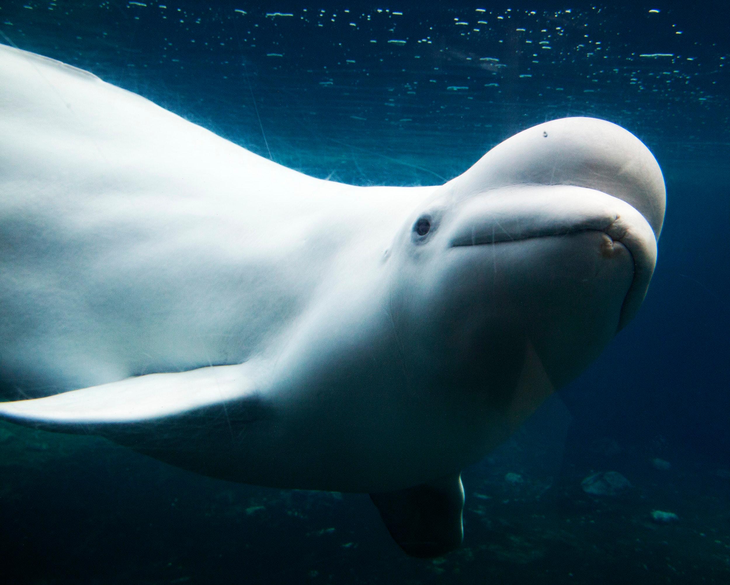 Biography of a Beluga Whale - background banner