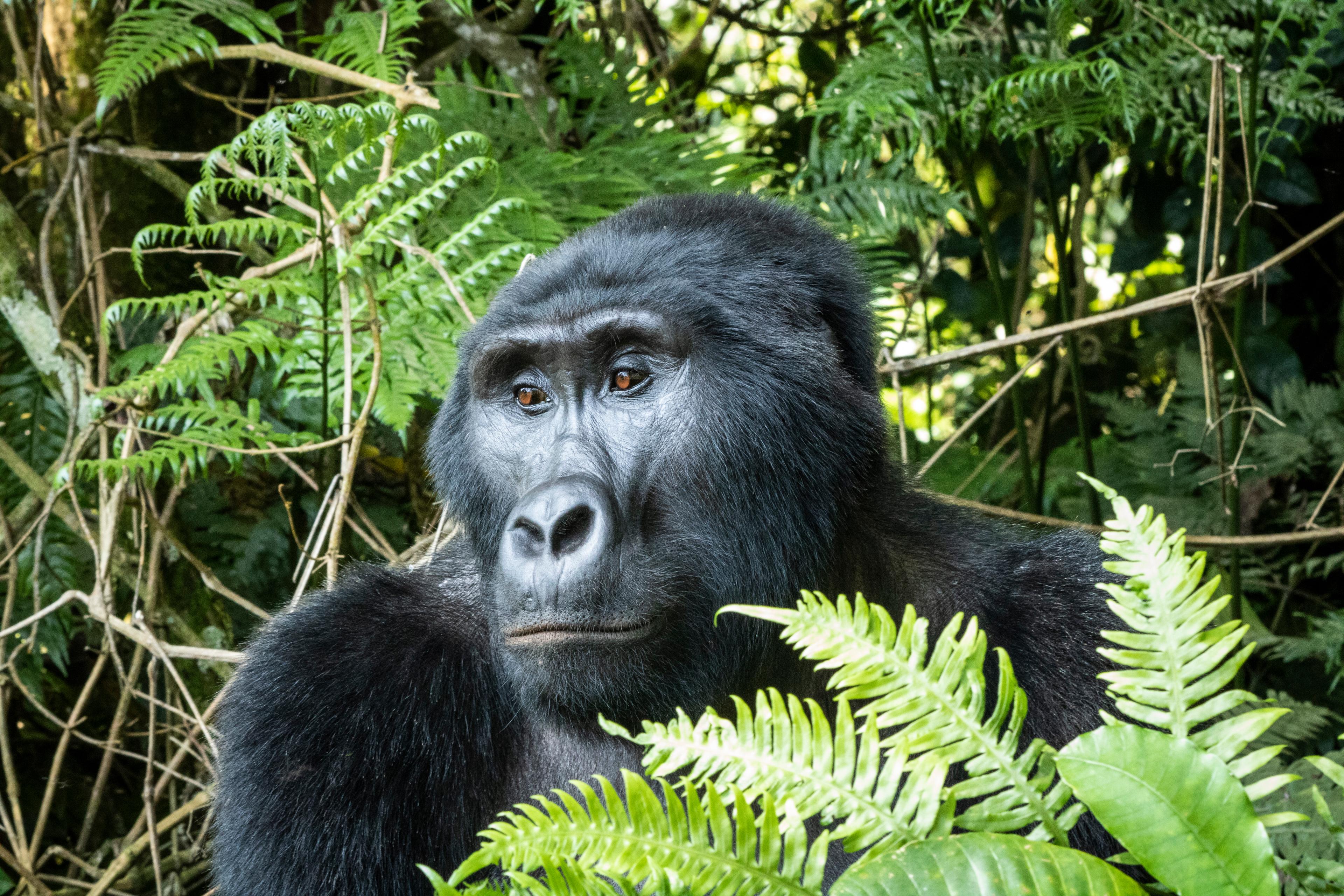 East Africa Gorilla & Safari Experience - Small Group Adventure - 16 Days - G Adventures NatGeo - background banner